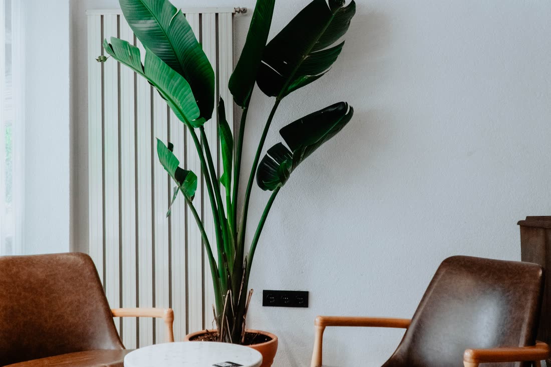 A welcoming, plant-filled consulting room ready for clients